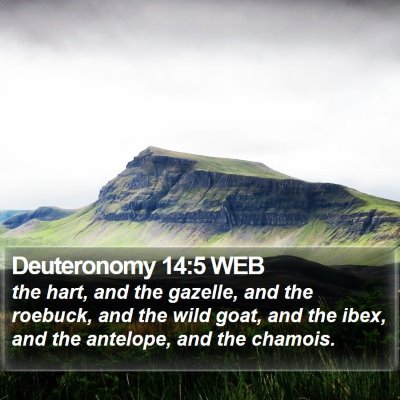 Deuteronomy 14:5 WEB Bible Verse Image