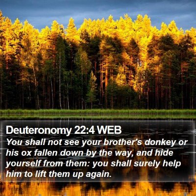 Deuteronomy 22:4 WEB Bible Verse Image