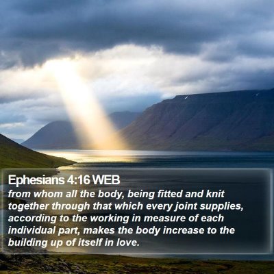Ephesians 4:16 WEB Bible Verse Image