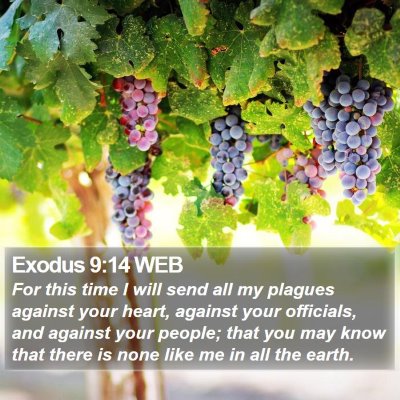 Exodus 9:14 WEB Bible Verse Image