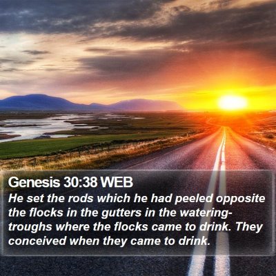 Genesis 30:38 WEB Bible Verse Image