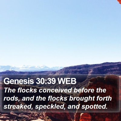 Genesis 30:39 WEB Bible Verse Image