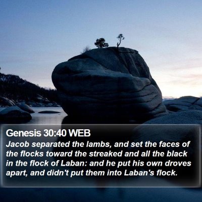 Genesis 30:40 WEB Bible Verse Image