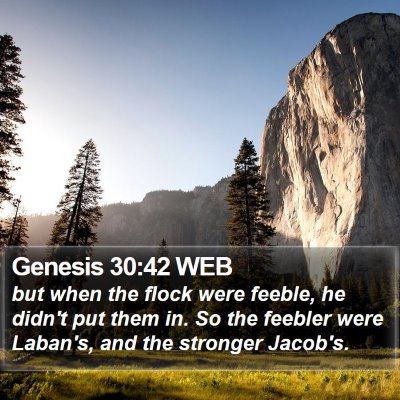 Genesis 30:42 WEB Bible Verse Image