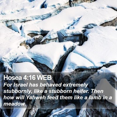 Hosea 4:16 WEB Bible Verse Image