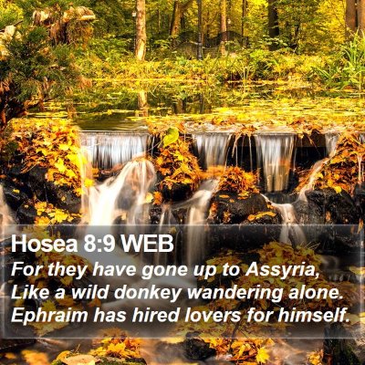 Hosea 8:9 WEB Bible Verse Image