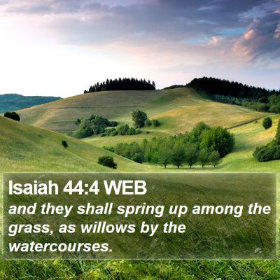 Isaiah 44:4 WEB Bible Verse Image