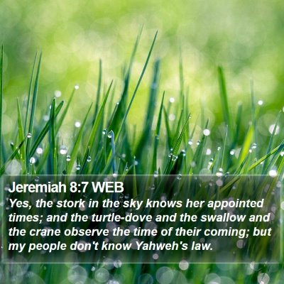 Jeremiah 8:7 WEB Bible Verse Image