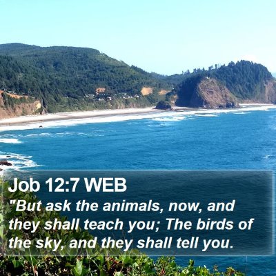 Job 12:7 WEB Bible Verse Image