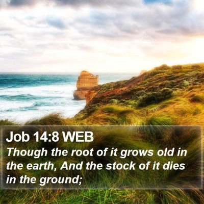 Job 14:8 WEB Bible Verse Image