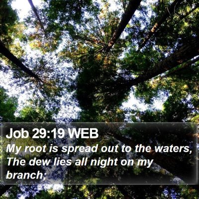 Job 29:19 WEB Bible Verse Image