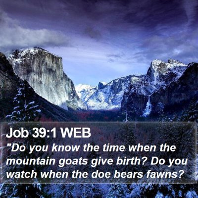 Job 39:1 WEB Bible Verse Image