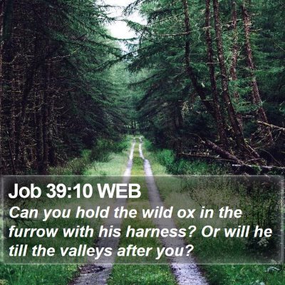 Job 39:10 WEB Bible Verse Image