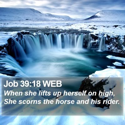 Job 39:18 WEB Bible Verse Image