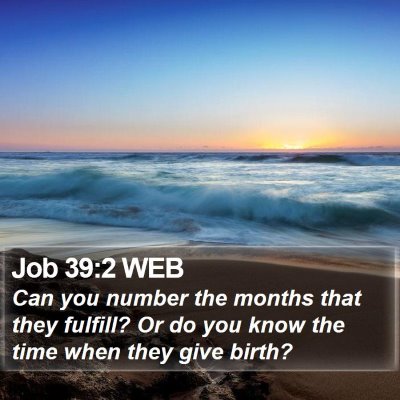 Job 39:2 WEB Bible Verse Image