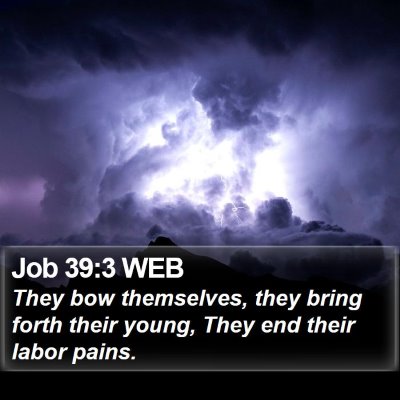 Job 39:3 WEB Bible Verse Image