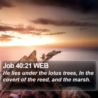 Job 40:21 WEB Bible Verse Image