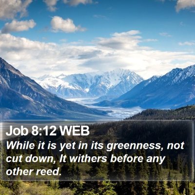 Job 8:12 WEB Bible Verse Image