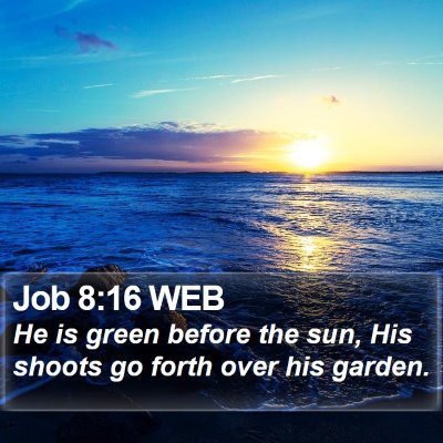 Job 8:16 WEB Bible Verse Image