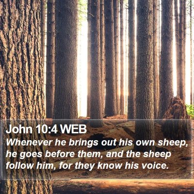 John 10:4 WEB Bible Verse Image