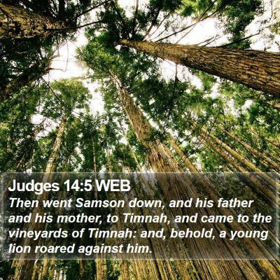 Judges 14:5 WEB Bible Verse Image