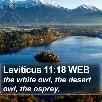 Leviticus 11:18 WEB Bible Verse Image