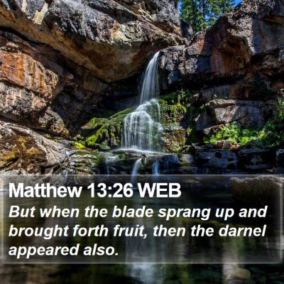 Matthew 13:26 WEB Bible Verse Image