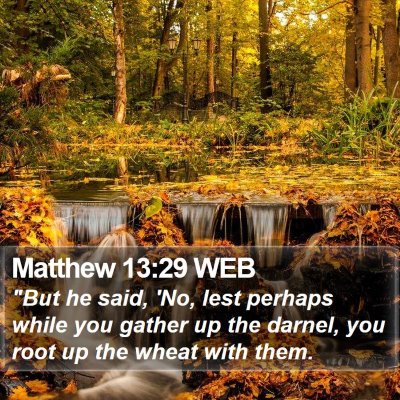 Matthew 13:29 WEB Bible Verse Image