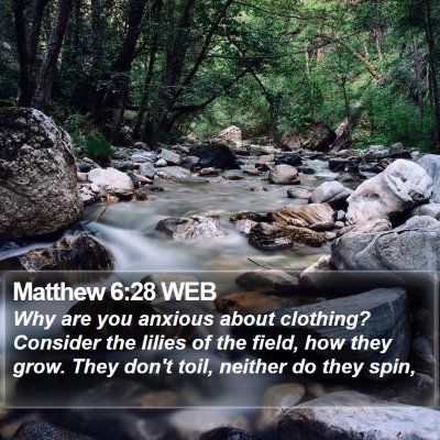 Matthew 6:28 WEB Bible Verse Image