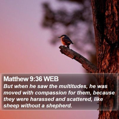 Matthew 9:36 WEB Bible Verse Image