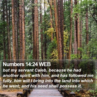 Numbers 14:24 WEB Bible Verse Image
