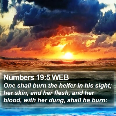 Numbers 19:5 WEB Bible Verse Image