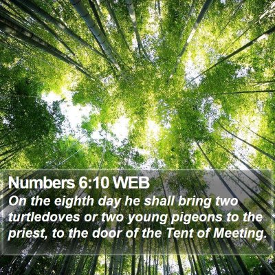 Numbers 6:10 WEB Bible Verse Image