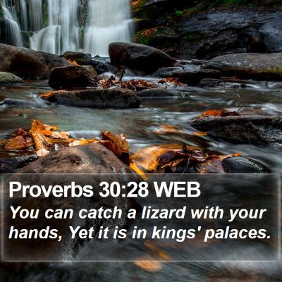 Proverbs 30:28 WEB Bible Verse Image