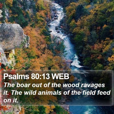 Psalms 80:13 WEB Bible Verse Image