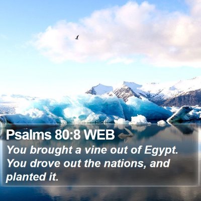 Psalms 80:8 WEB Bible Verse Image
