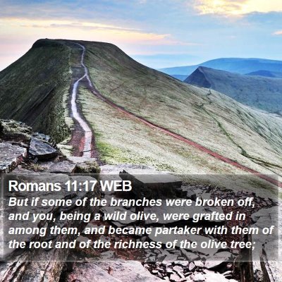 Romans 11:17 WEB Bible Verse Image