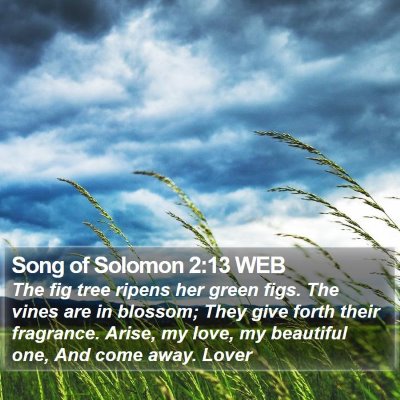 Song of Solomon 2:13 WEB Bible Verse Image