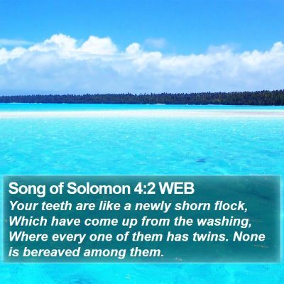 Song of Solomon 4:2 WEB Bible Verse Image