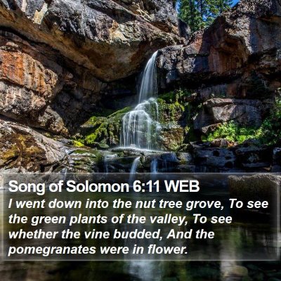 Song of Solomon 6:11 WEB Bible Verse Image