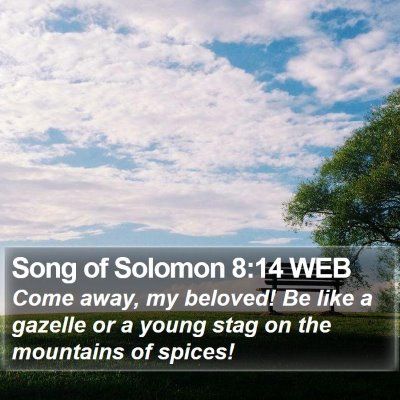 Song of Solomon 8:14 WEB Bible Verse Image