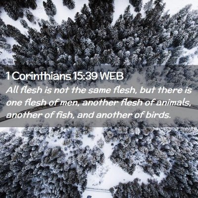 Picture 02 - 1 Corinthians 15:39 WEB - All flesh is not the same flesh, but there is one - Bible Verse Picture
