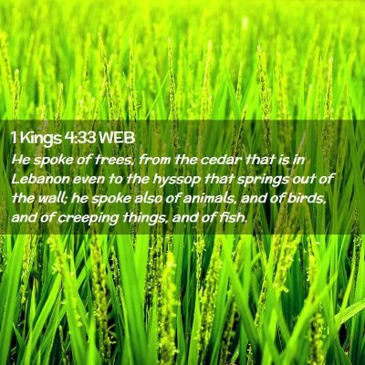 Picture 02 - 1 Kings 4:33 WEB - He spoke of trees, from the cedar that is in - Bible Verse Picture