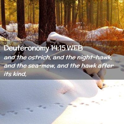 Picture 02 - Deuteronomy 14:15 WEB - and the ostrich, and the night-hawk, and the - Bible Verse Picture