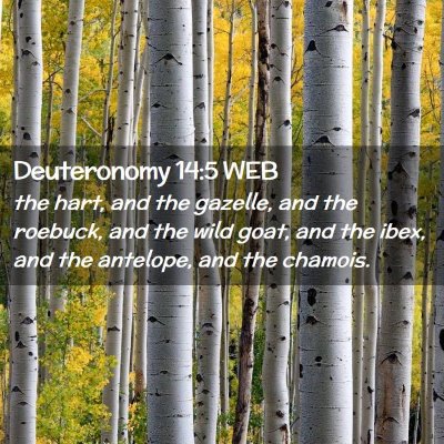 Picture 02 - Deuteronomy 14:5 WEB - the hart, and the gazelle, and the roebuck, and - Bible Verse Picture
