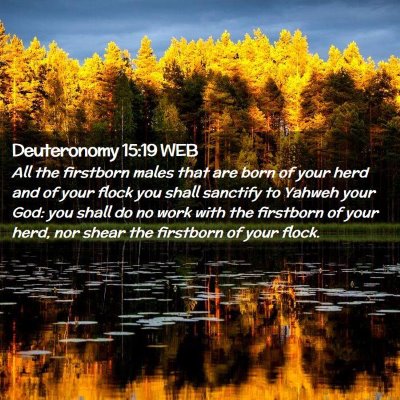 Picture 02 - Deuteronomy 15:19 WEB - All the firstborn males that are born of your - Bible Verse Picture