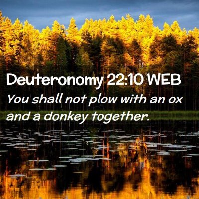 Picture 02 - Deuteronomy 22:10 WEB - You shall not plow with an ox and a donkey - Bible Verse Picture