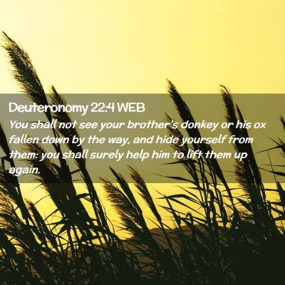 Picture 02 - Deuteronomy 22:4 WEB - You shall not see your brother's donkey or his ox - Bible Verse Picture