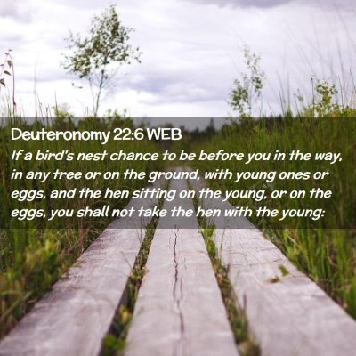 Picture 02 - Deuteronomy 22:6 WEB - If a bird's nest chance to be before you in the - Bible Verse Picture