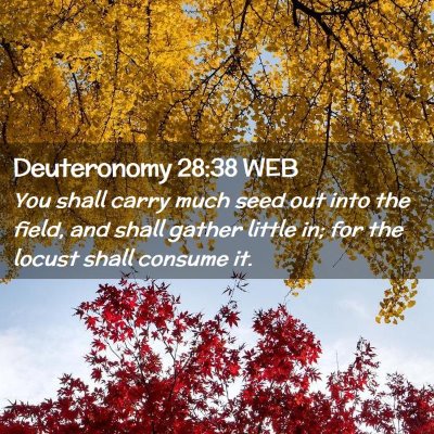 Picture 02 - Deuteronomy 28:38 WEB - You shall carry much seed out into the field, and - Bible Verse Picture